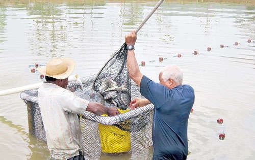 پرورش ماهی قزل آلا در قفس پرورش ماهی
