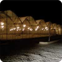 سازه گلخانه در شب