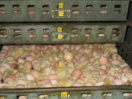 جوجه ها در حال خارج شدن از تخم در روش صنعتی